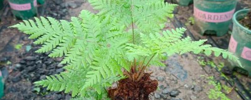 凤尾蕨常见的病虫害，常见的有根腐病、灰霉病、立枯病等