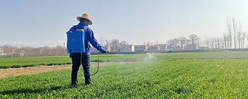麦田冬前除草方法，防治阔叶杂草可喷施百阔净等药物