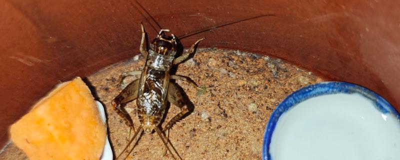 蛐蛐吃什么食物，可以喂点鱼、泥鳅、虾等