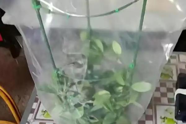 如何才能让僵苗快速生长，一般要为其每天浇一次水