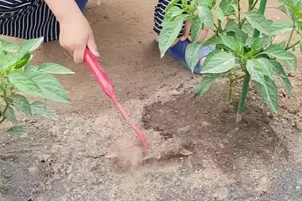 如何才能让僵苗快速生长，一般要为其每天浇一次水