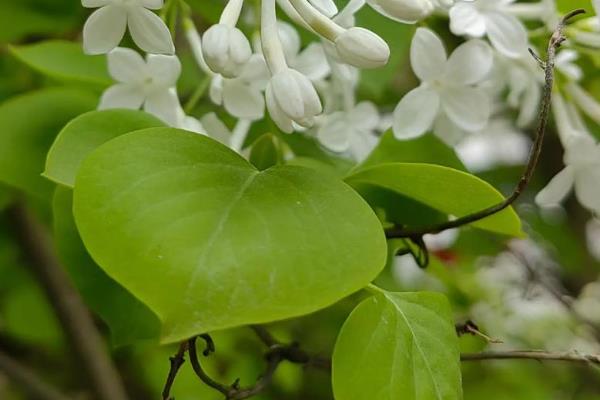 丁香花的简介，植株是落叶灌木或小乔木