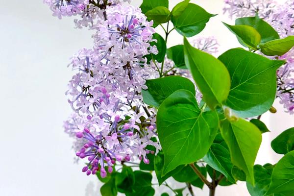 丁香花的简介，植株是落叶灌木或小乔木