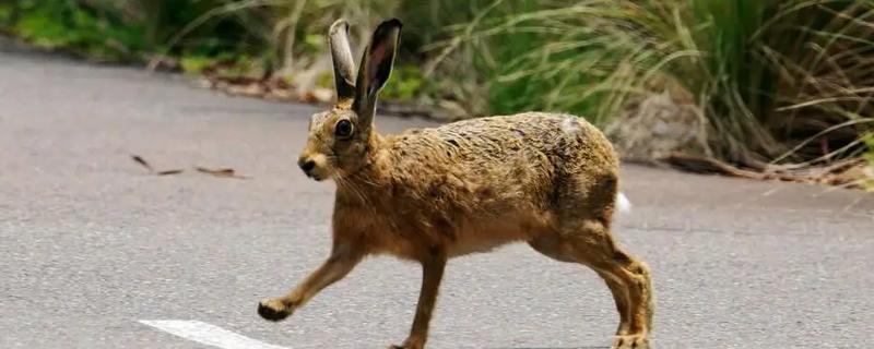 兔子简介，具有管状长耳