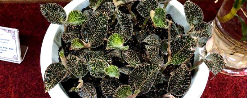 金线莲的种植方法，生长适温18-25℃