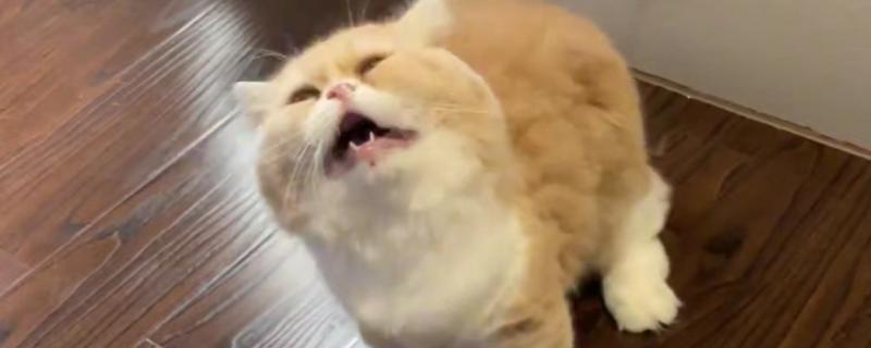 猫咪打喷嚏的原因，可能是过敏所致