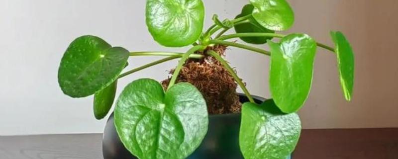 室内绿植浇水后落叶的原因，可能是浇水过多所致