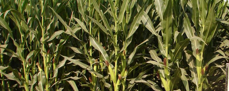 祥玉19玉米种介绍，株高约为304cm