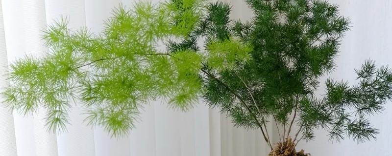 冬季蓬莱松的养殖方法，喜欢半阴的生长环境