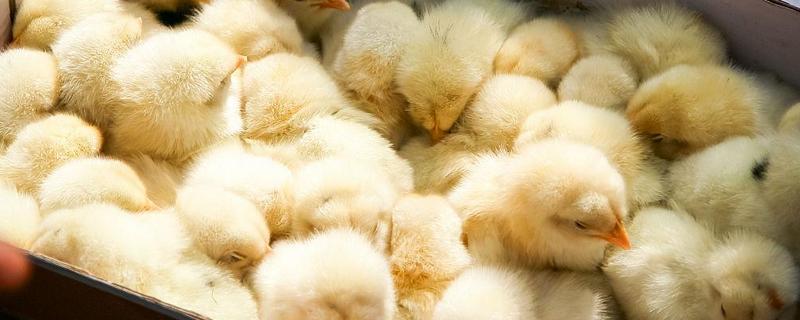 买回来的小鸡一直叫如何解决，处于饥饿状态时可饲喂米饭、玉米糊等食物
