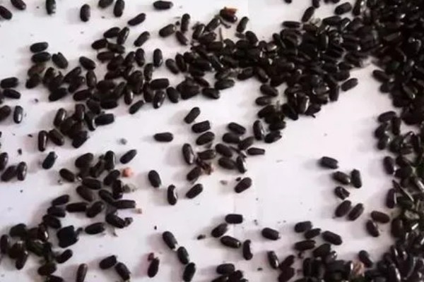 葱兰如何播种，需要在晴天进行播种
