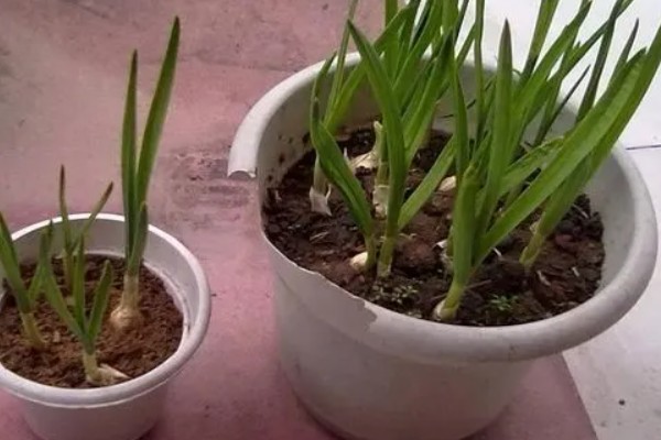 盆栽蒜苗可以割多少次，可以割三到四次