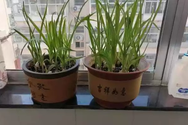 盆栽蒜苗可以割多少次，可以割三到四次