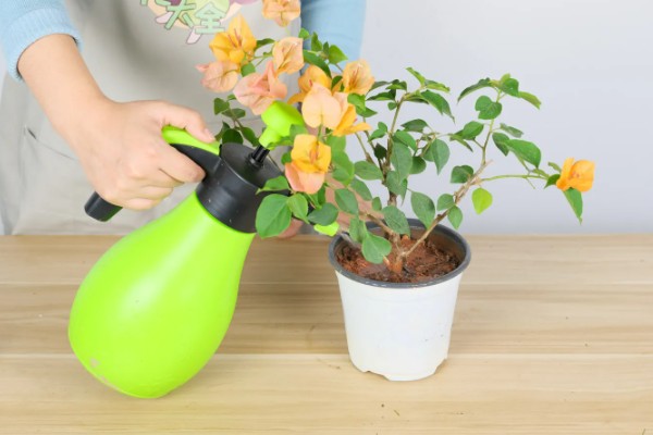 花叶上有白斑霉点怎么处理,要为花卉消毒杀菌