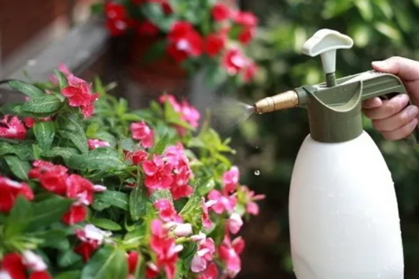 花叶上有白斑霉点怎么处理,要为花卉消毒杀菌