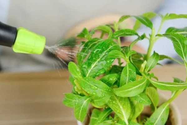 花叶上有白斑霉点怎么处理,要为花卉消毒杀菌