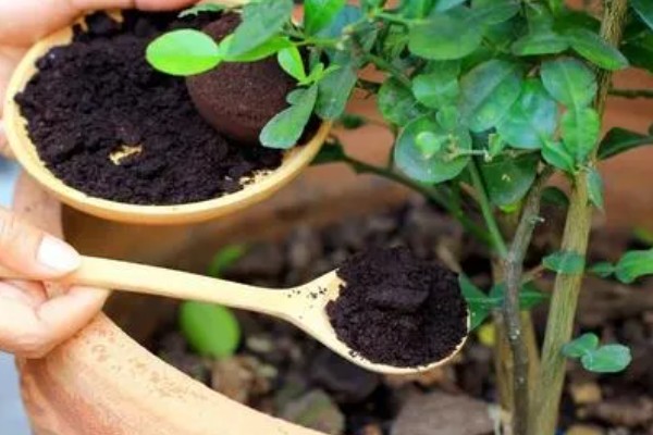 花叶上有白斑霉点怎么处理,要为花卉消毒杀菌