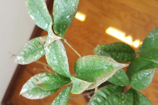 花叶上有白斑霉点怎么处理,要为花卉消毒杀菌