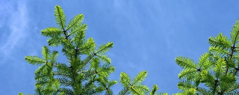 黄杨的施肥技术，栽植后叶面喷施磷酸二氢钾溶液