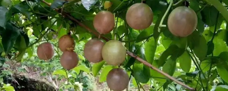 农村致富新种植项目，可种植金线莲、香榧等