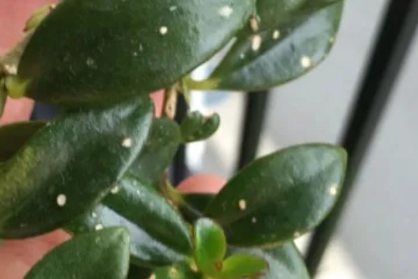 花叶上有白斑霉点怎么处理,要为花卉消毒杀菌