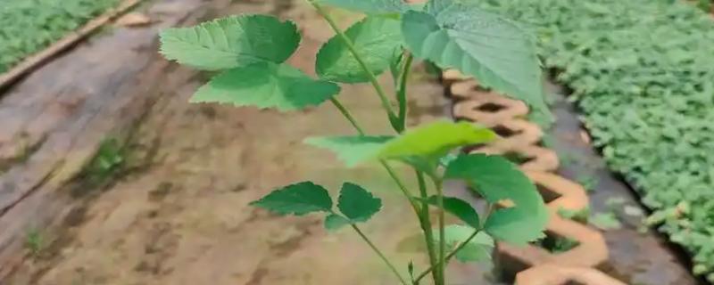 树莓苗的繁育方法，可以通过压条的方法进行