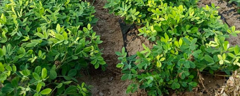 花生常见的病虫害及防治方法，常见的有褐斑病、黑斑病等