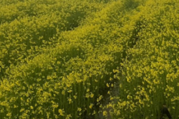 为什么油菜不能夏天种,幼苗在高温环境下无法生存