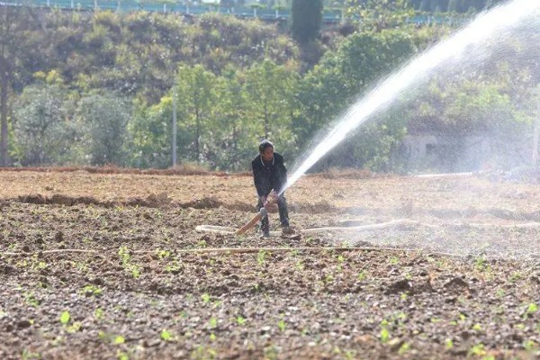 为什么油菜不能夏天种,幼苗在高温环境下无法生存