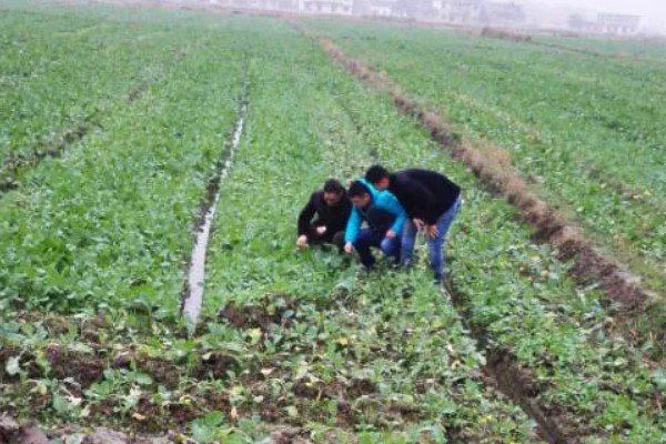 为什么油菜不能夏天种,幼苗在高温环境下无法生存