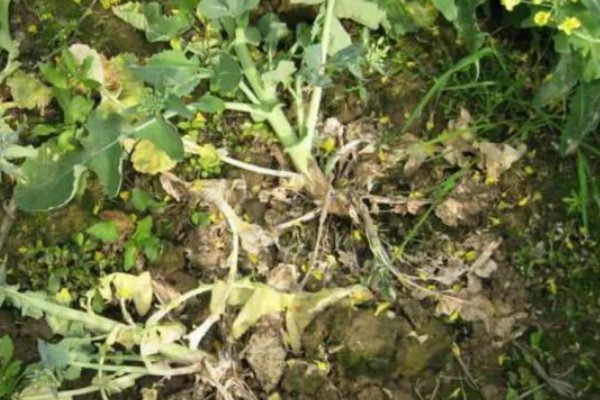 为什么油菜不能夏天种,幼苗在高温环境下无法生存