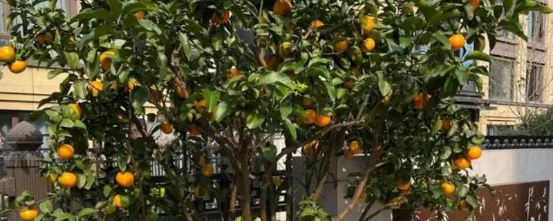 院子里适合种哪种果树，推荐桔子树、葡萄树等