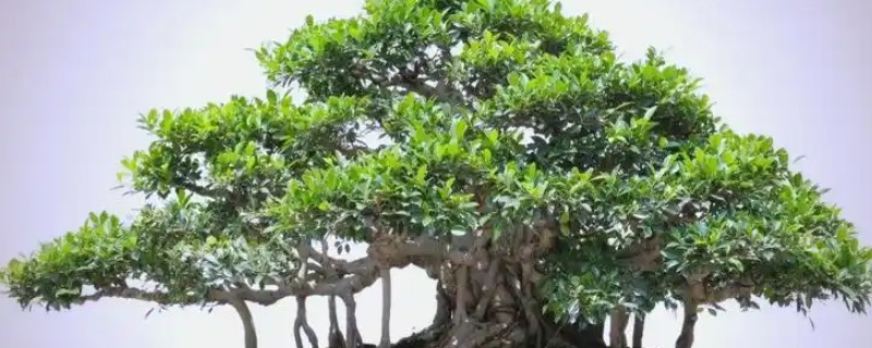 榕树盆景素材，来源于野桩、插枝和实生苗