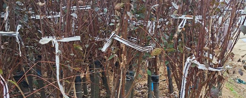 紫叶李如何繁殖，可以通过嫁接的方法进行