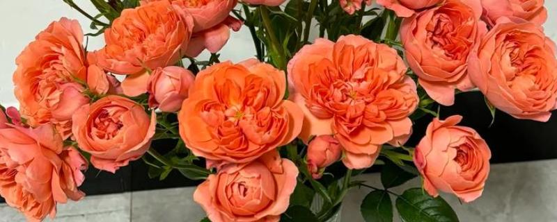 果汁玫瑰的养殖方法，可采取水培的方法