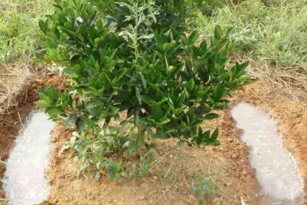 黄杨的施肥技术,栽植后叶面喷施磷酸二氢钾溶液