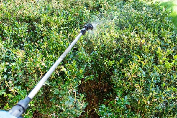 黄杨的施肥技术,栽植后叶面喷施磷酸二氢钾溶液