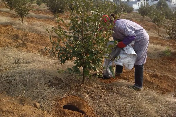 黄杨的施肥技术,栽植后叶面喷施磷酸二氢钾溶液