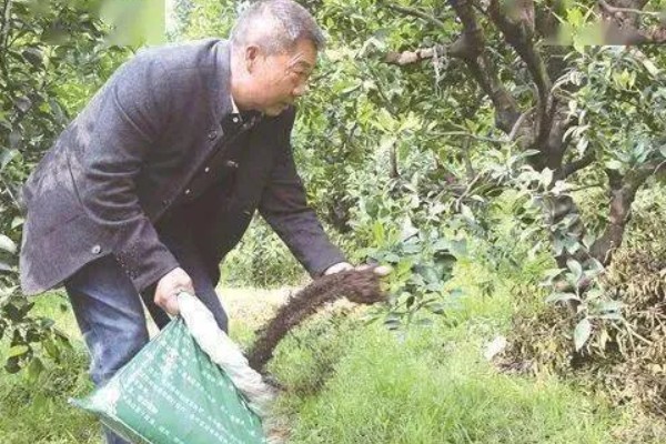 黄杨的施肥技术,栽植后叶面喷施磷酸二氢钾溶液