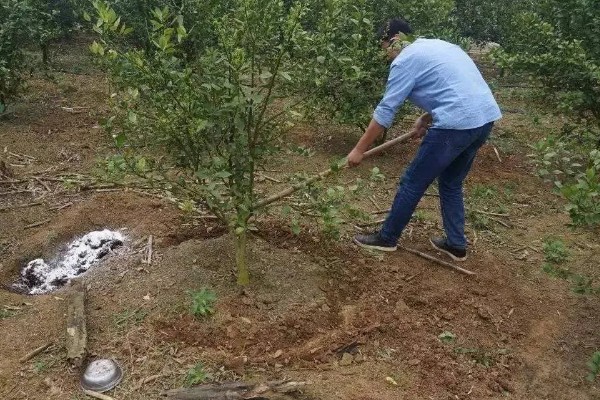 黄杨的施肥技术,栽植后叶面喷施磷酸二氢钾溶液