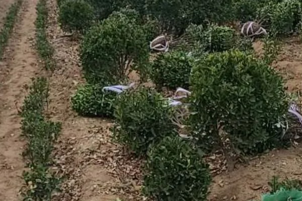 黄杨的施肥技术,栽植后叶面喷施磷酸二氢钾溶液