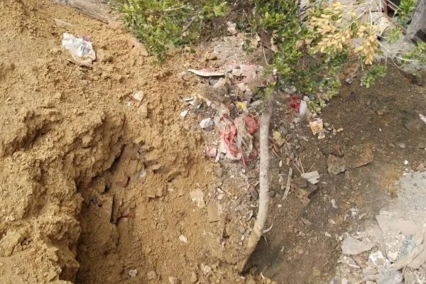 黄杨的施肥技术,栽植后叶面喷施磷酸二氢钾溶液