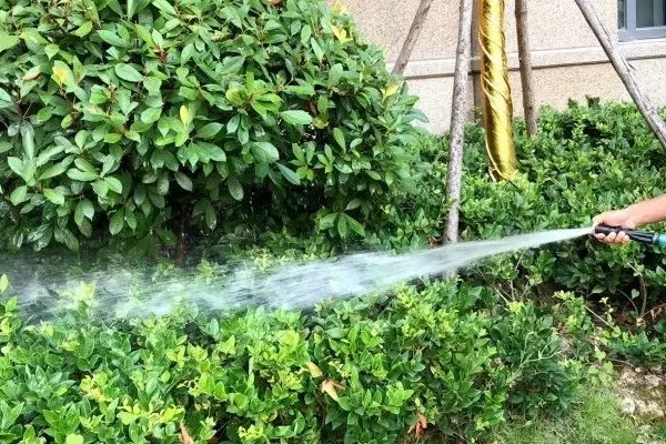 黄杨的施肥技术,栽植后叶面喷施磷酸二氢钾溶液