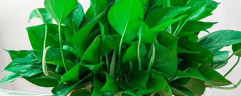 绿萝用什么土养,使用混合土壤比较好养