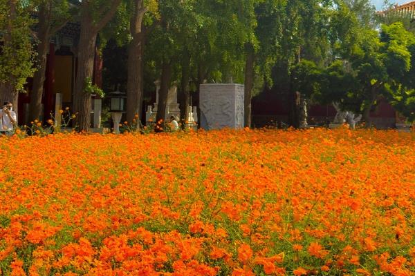 怎么养殖菊花，春秋季节每隔3天浇一次水