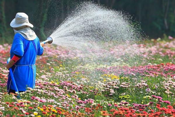怎么养殖菊花，春秋季节每隔3天浇一次水