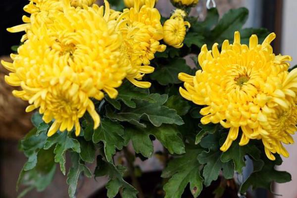 怎么养殖菊花，春秋季节每隔3天浇一次水