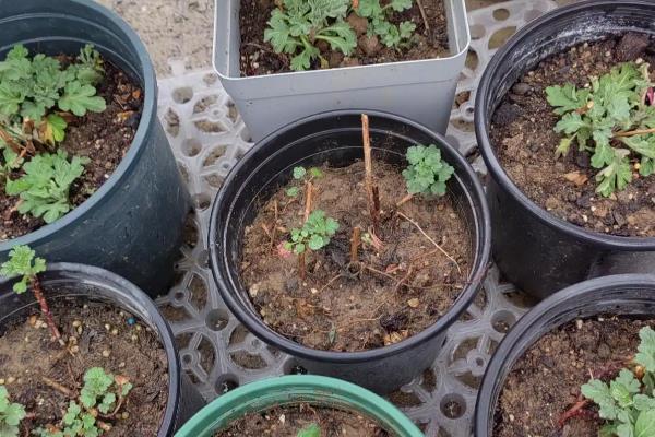 怎么养殖菊花，春秋季节每隔3天浇一次水