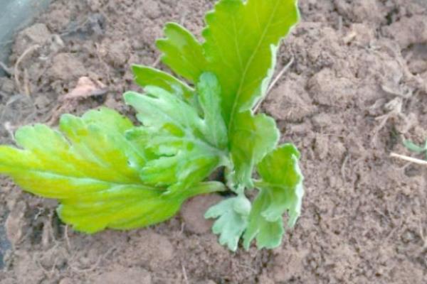 怎么养殖菊花，春秋季节每隔3天浇一次水