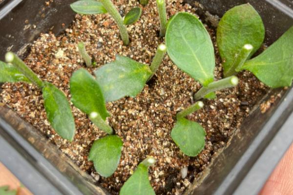 怎么养殖菊花，春秋季节每隔3天浇一次水